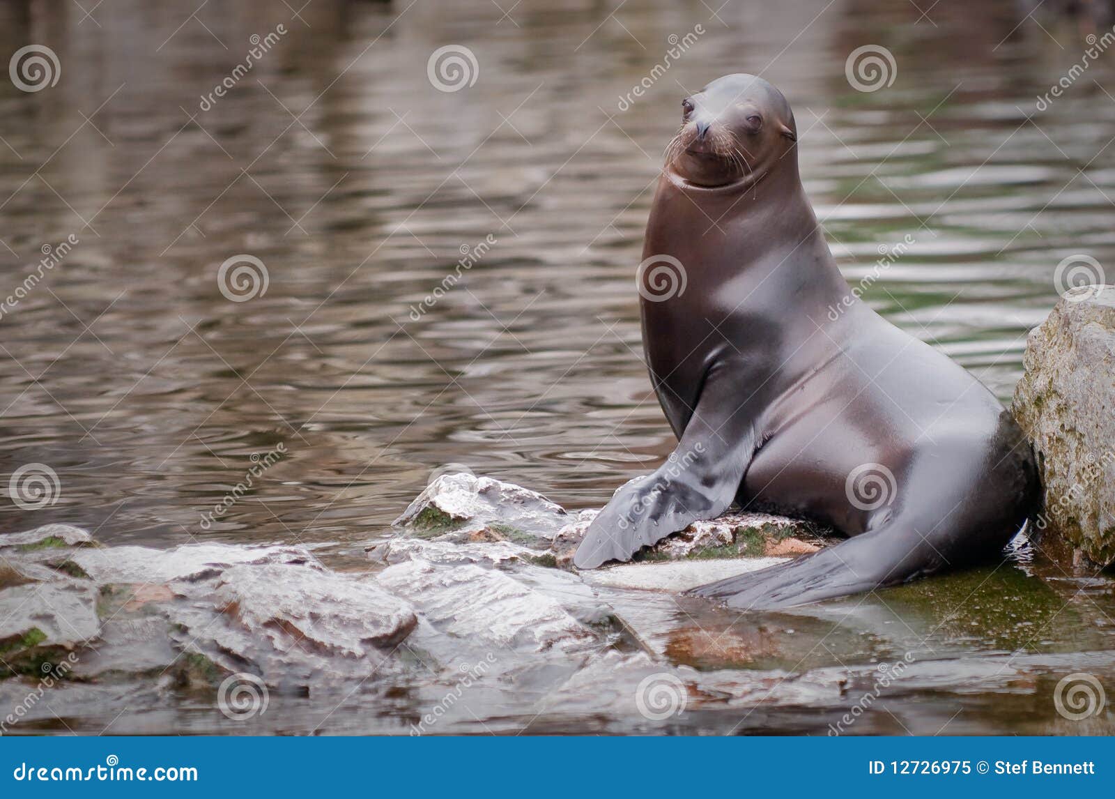 SeaLion stock image. Image of mammal, sealion, sitting 12726975