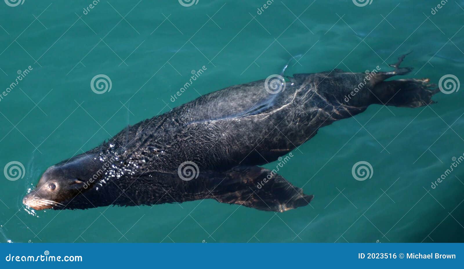 Sea Lion stock photo. Image of blubber, lion, ocean, swim 2023516
