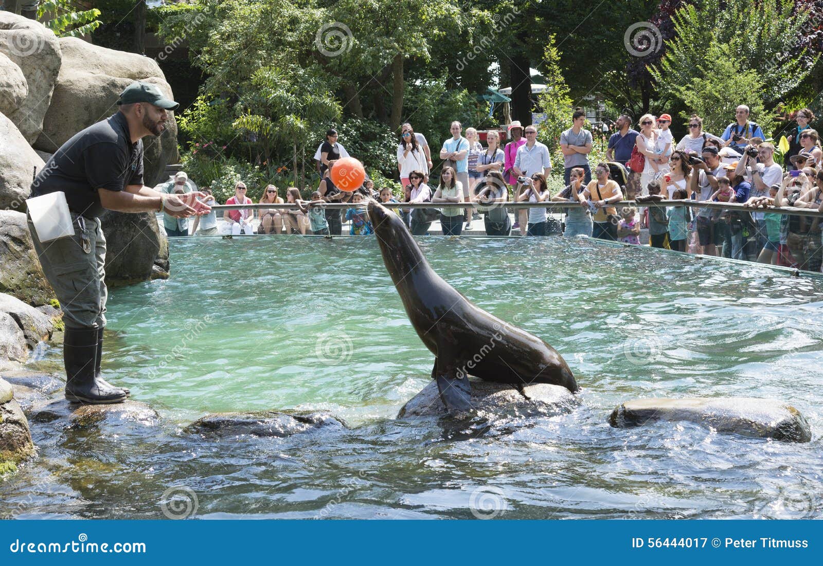 Sea Lion Balancing a Ball Central Park Zoo NYC Editorial Photography ...