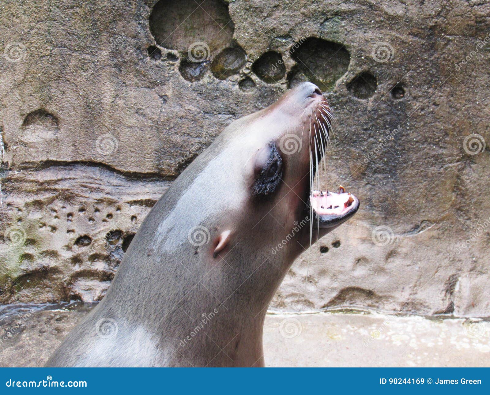Sea Lion barking up close stock image. Image of yelling 90244169
