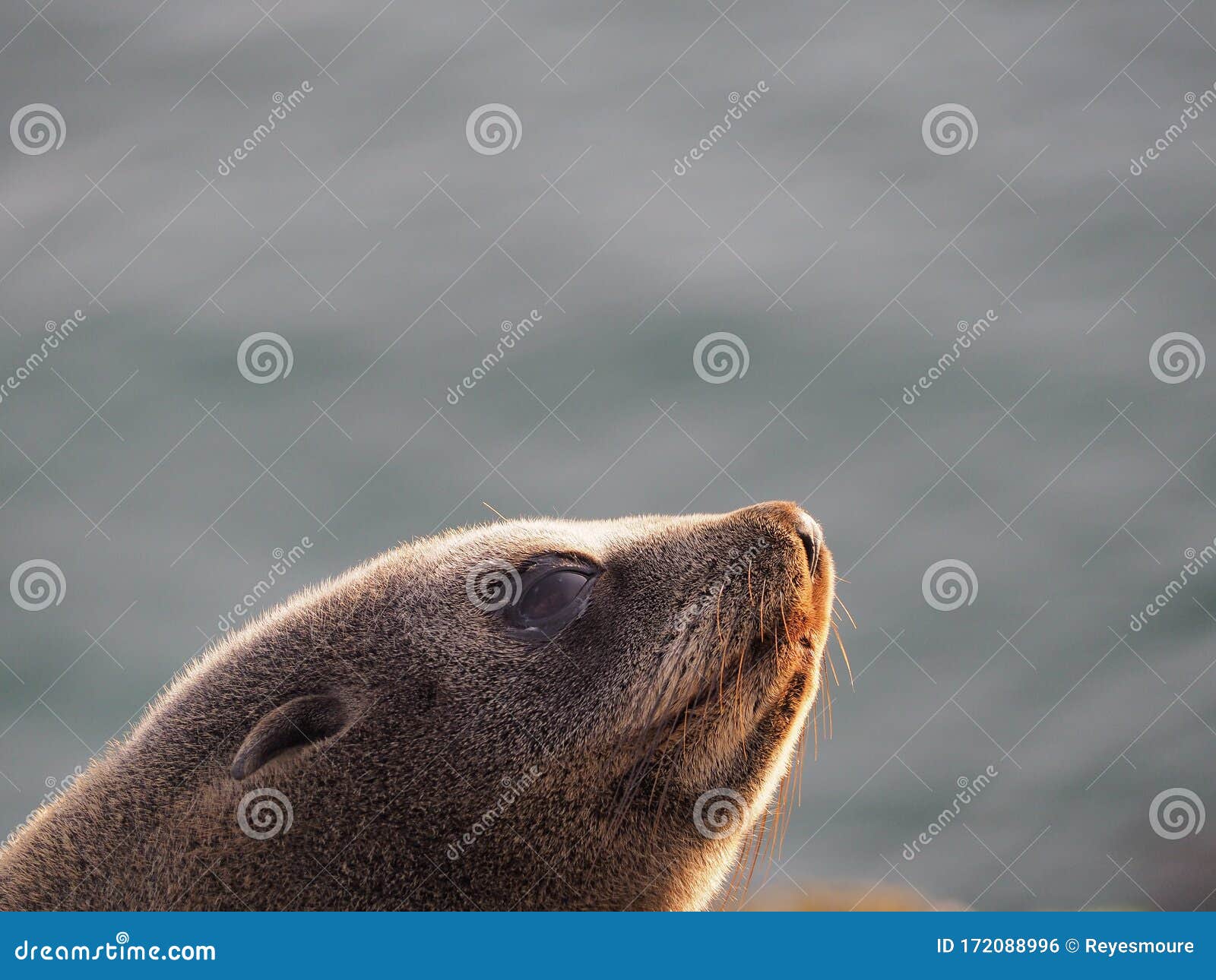 sea lion beautiful face.