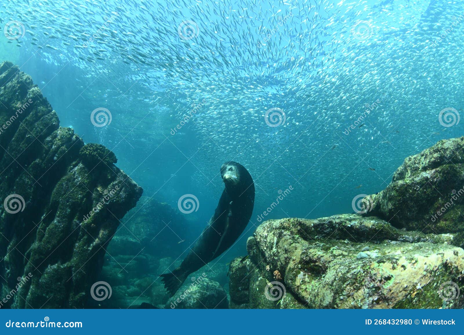 Sea Lion at Bottom of Ocean Stock Photo Image of swimming, scuba