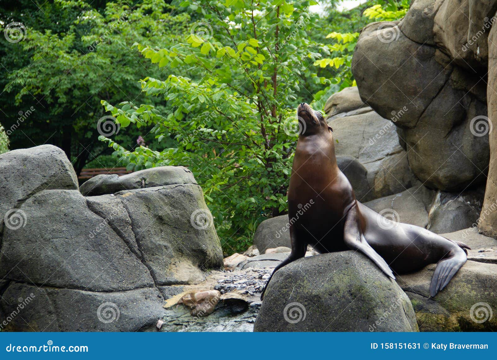 Sea Lion Lying on the Rocks Stock Image - Image of leopard, rocks ...