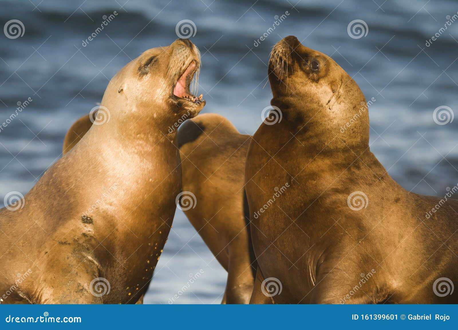 sea lion female,