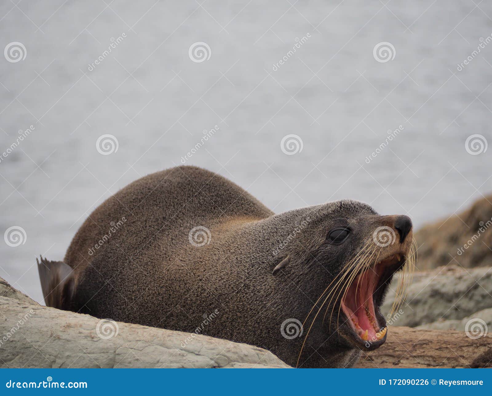 sea lion with open mouth.