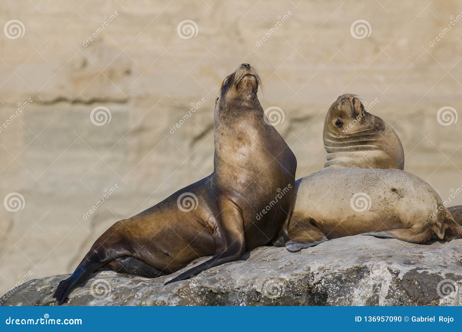 sea lion , patagonia, argentina