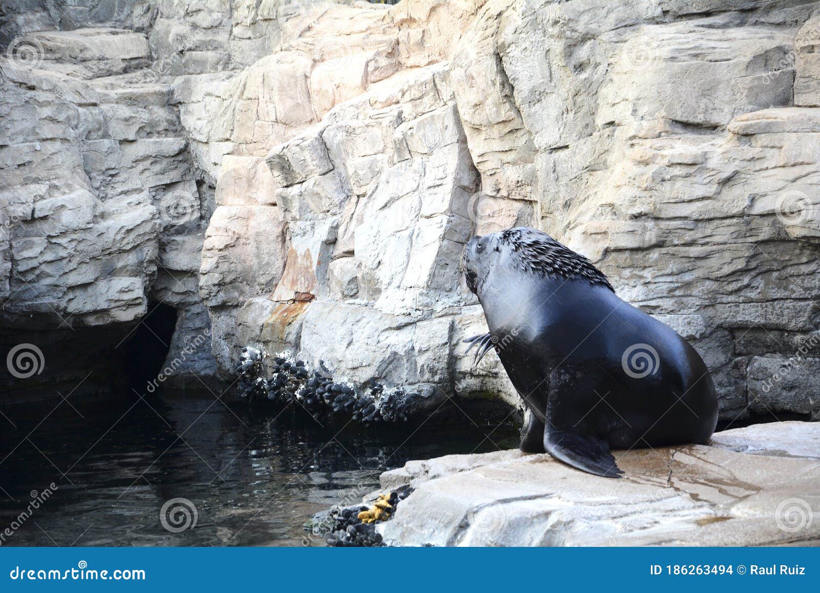 Sea lion on the rocks stock photo. Image of water, national - 186263494