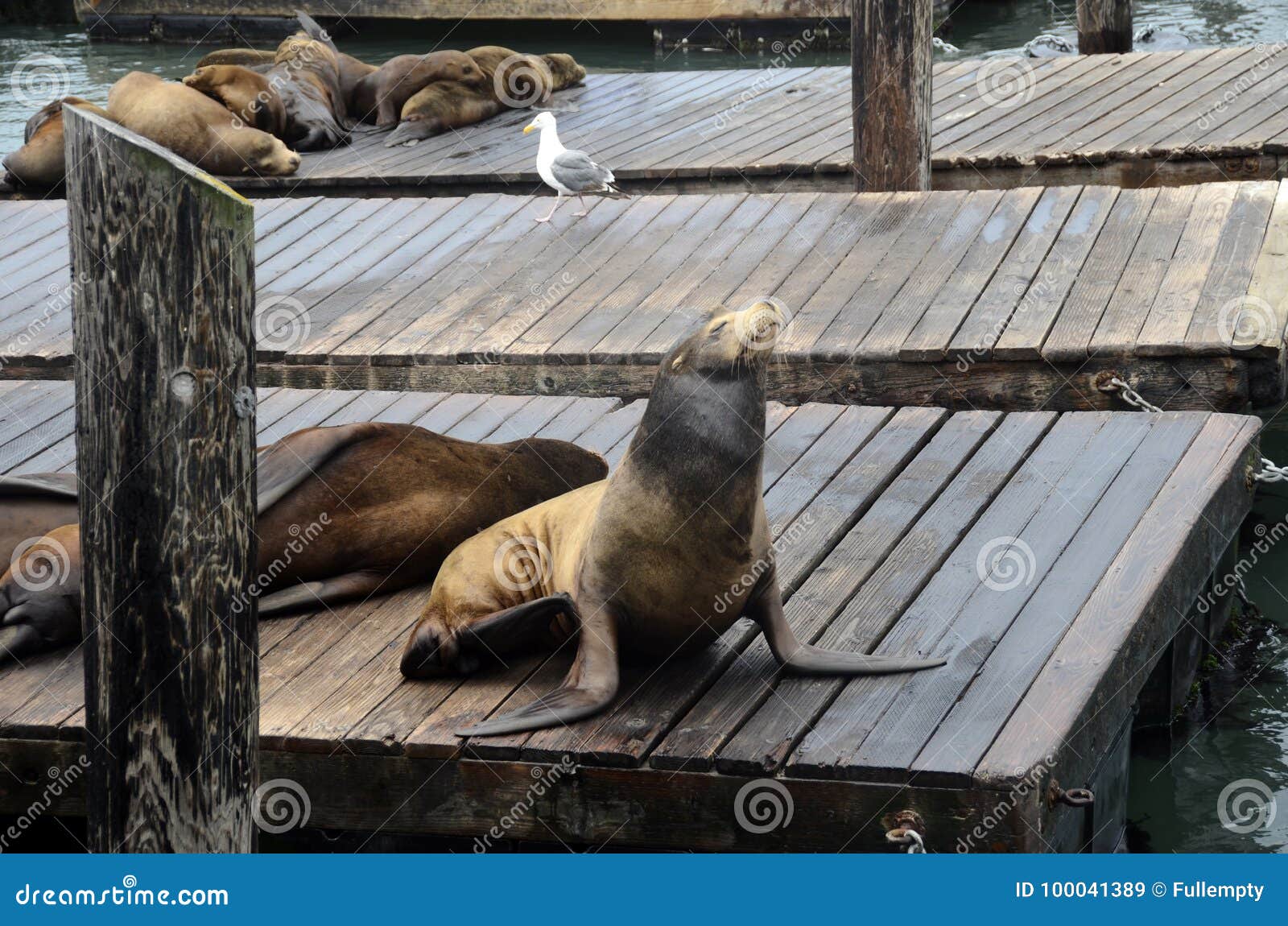 Sea Lion in San Francisco Pier, USA Stock Image - Image of harbour