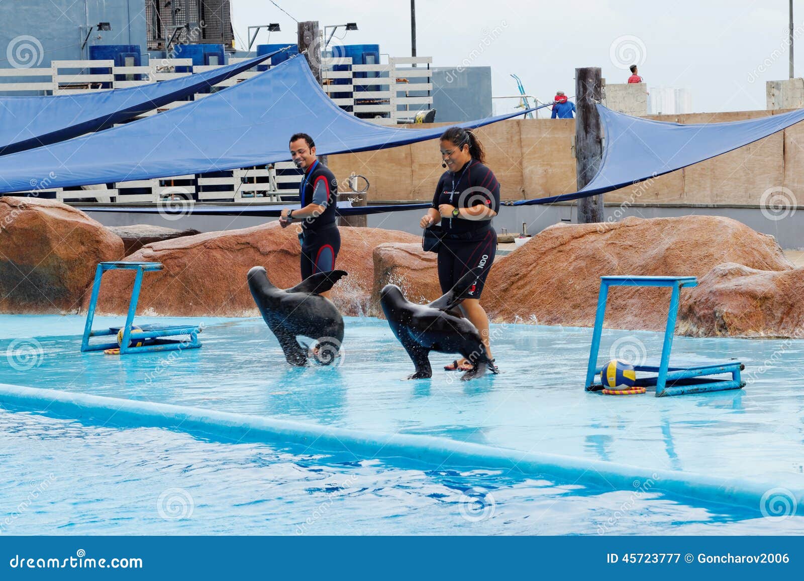 Sea Lion Show in the Manila Ocean Park Editorial Photography - Image of ...