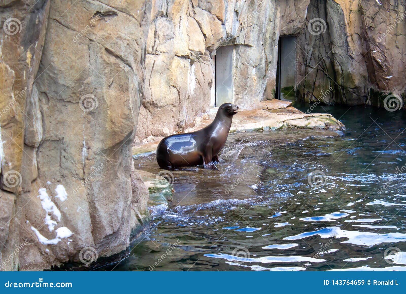 Sea Lion sitting on rocks editorial stock image. Image of sunny - 143764659