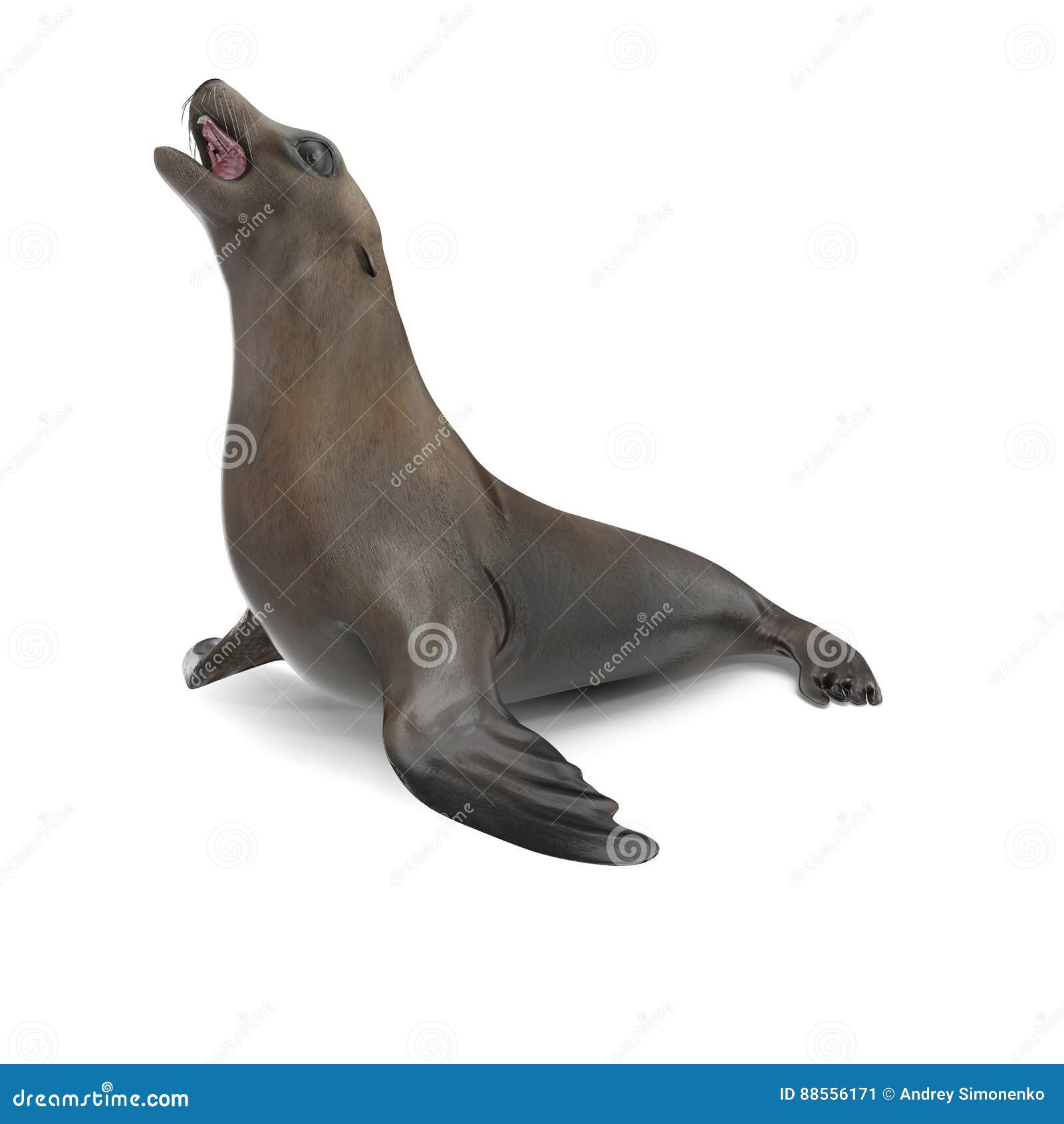 white sea lion