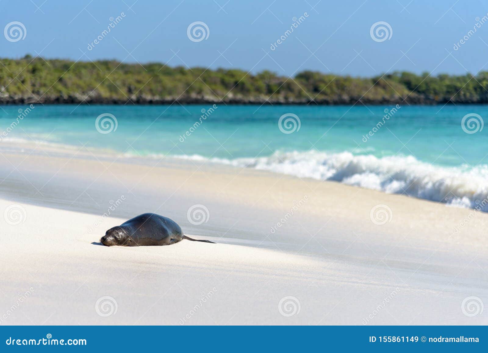 sea lion zalophus wollebaeki on beach on gardner bay, espanola, galapagos island, ecuador, south america