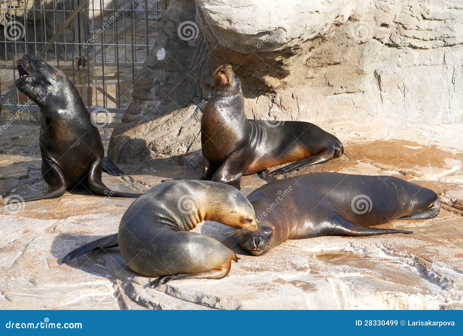 The Sea Lion In Zoo Evil Roars Royalty Free Stock Images - Image: 28330499