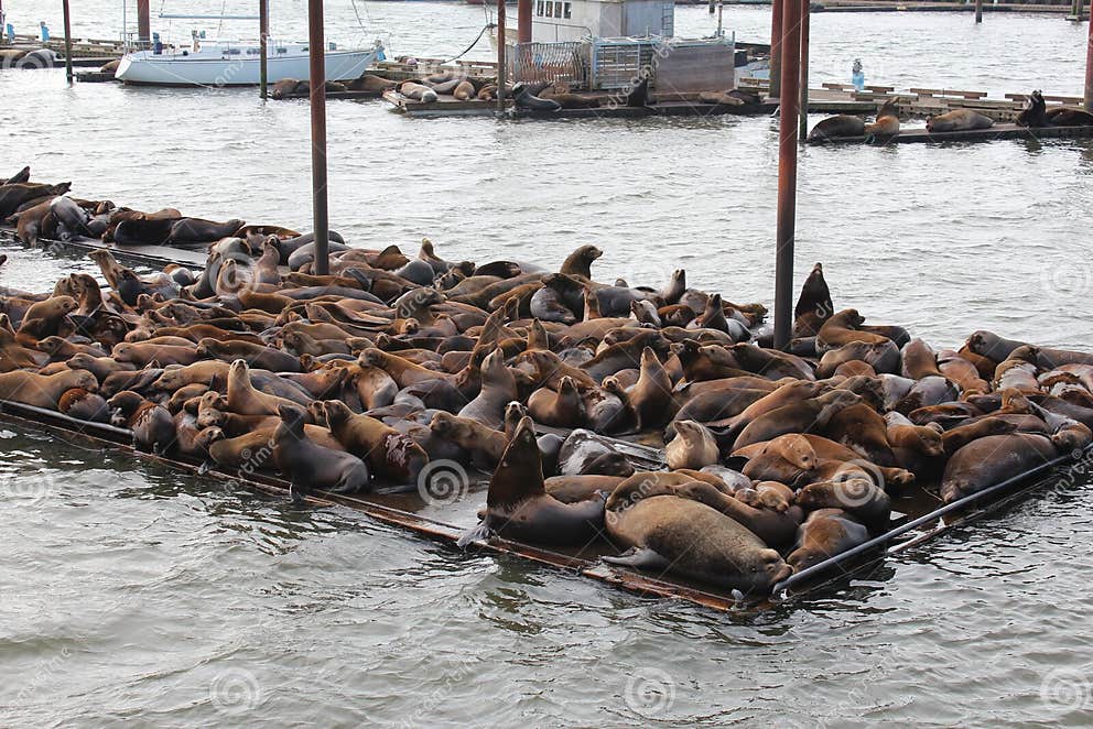 Sea Lions stock image. Image of astoria, ocean, lions - 30673579