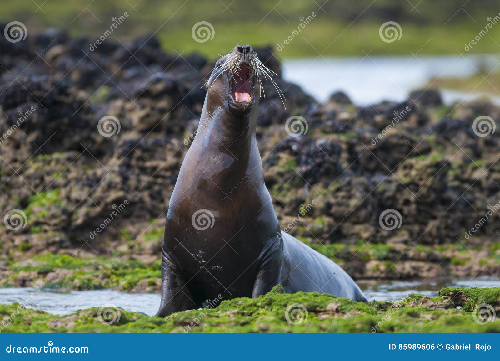 sea lions