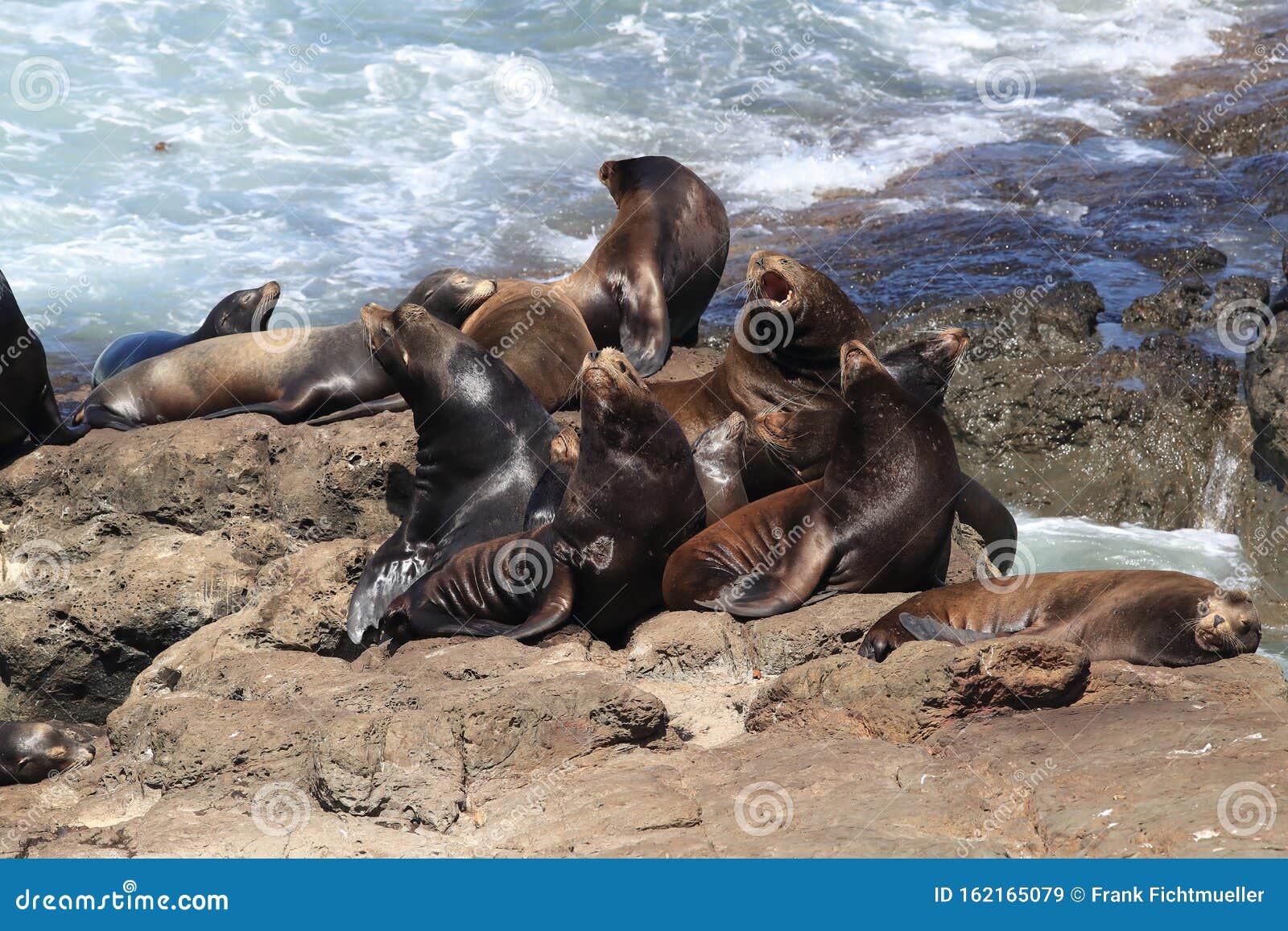 Sea Lions at Cape Arago Cliffs State Park, Coos Bay, Oregon,USA Stock