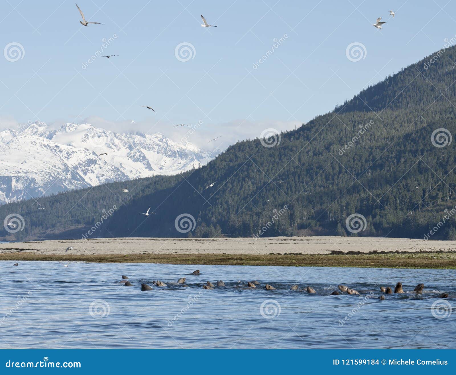 spring feeding frenzy in southeast alaska