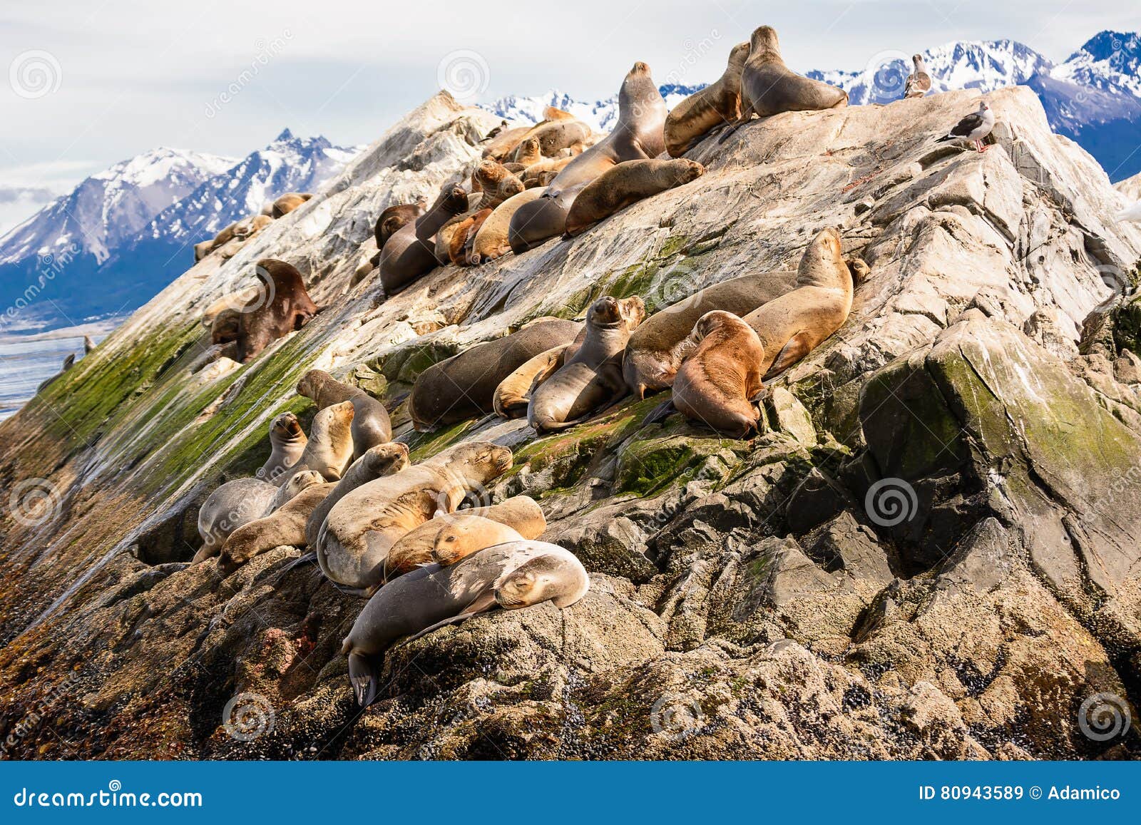 sea lions on isla in beagle channel near ushuaia argentina
