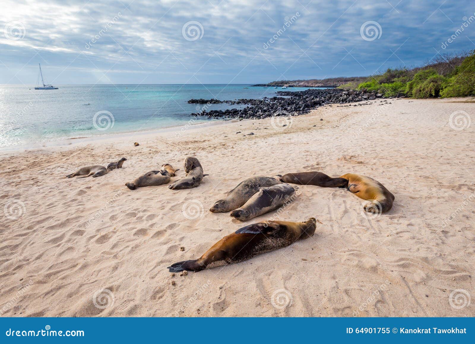 sea lions on mann beach san cristobal, galapagos islands