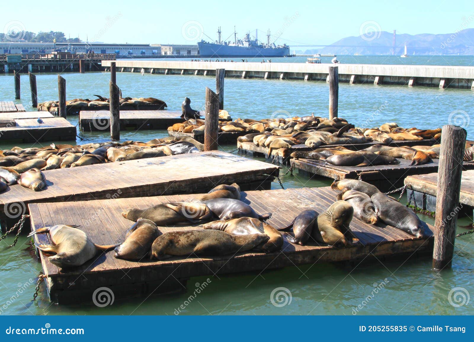 Sea Lions at Pier 39 at Fisherman`s Wharf, San Francisco, USA