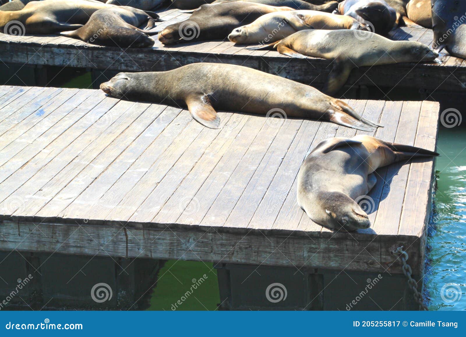 Sea Lions at Pier 39 at Fisherman`s Wharf, San Francisco, USA