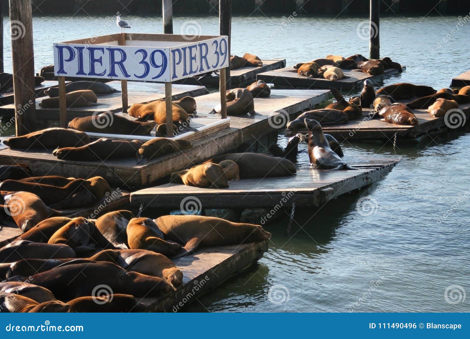 sea lions at pier 39, san franscisco