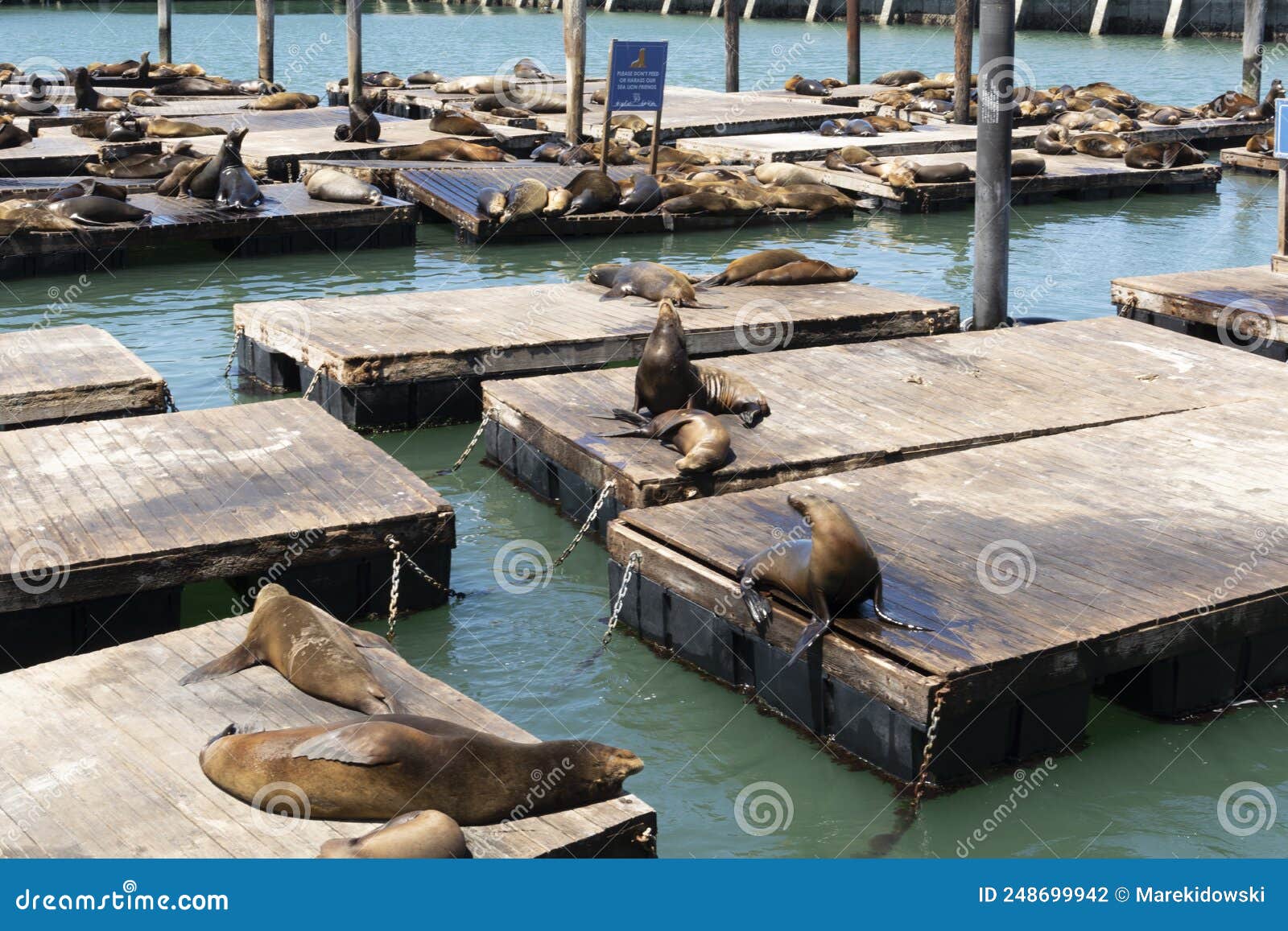 Basking seals at Pier 39, Fisherman's Wharf, San Francisco Stock