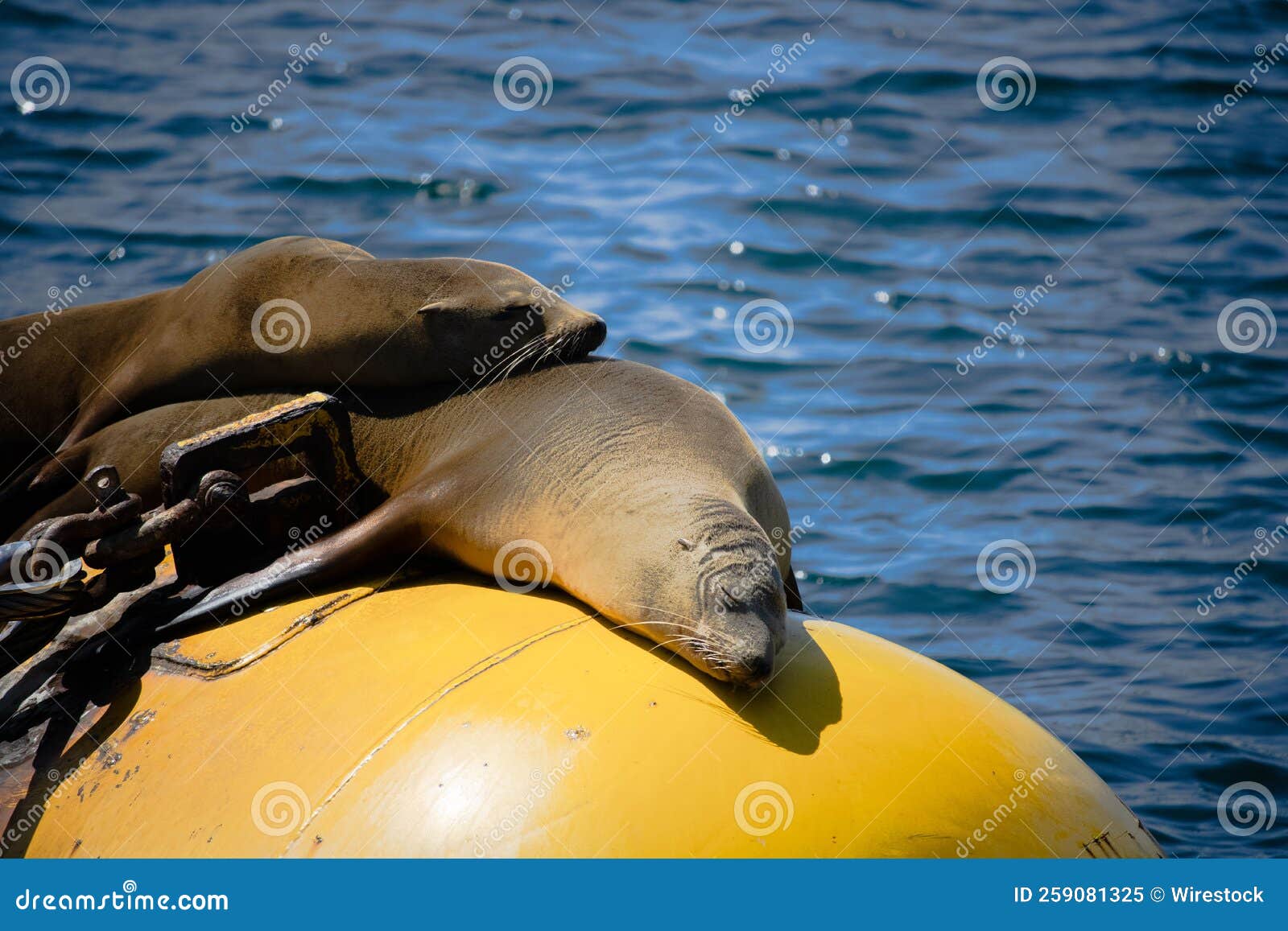 Sea Lions Resting on the Sun at the Shore Stock Image Image of
