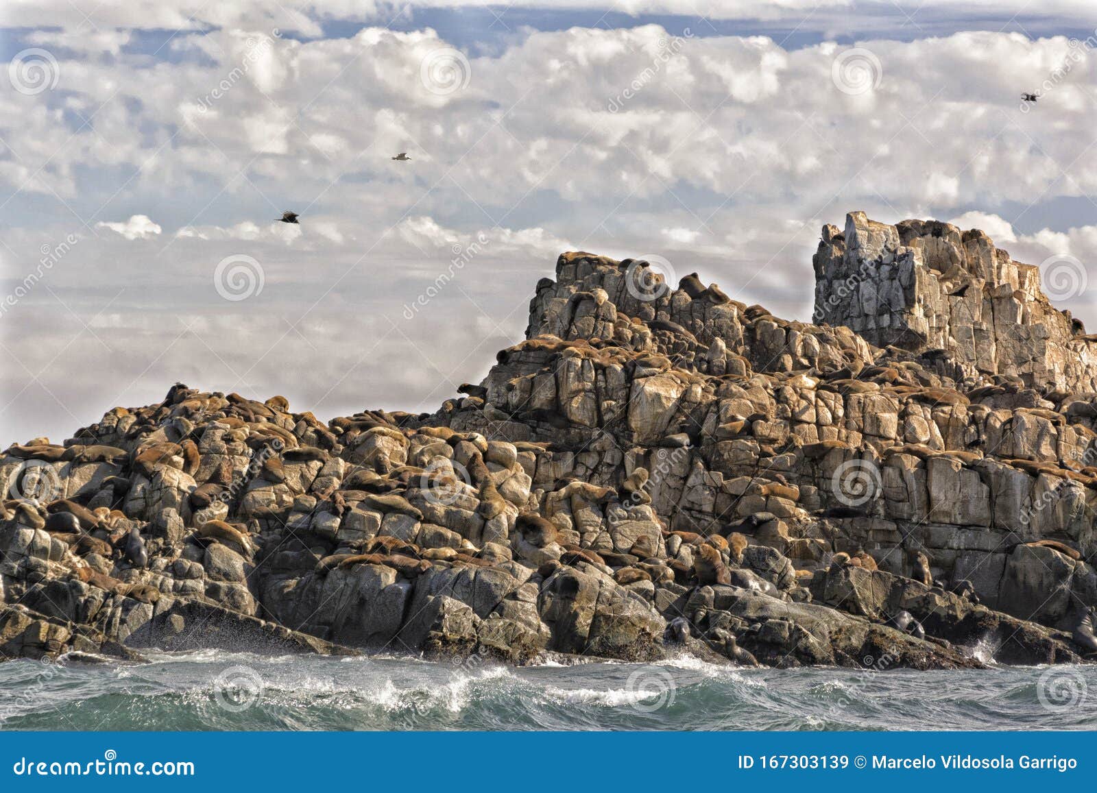 sea lions on the rock, in the nature sanctuary, off the coast of cobquecura, chile