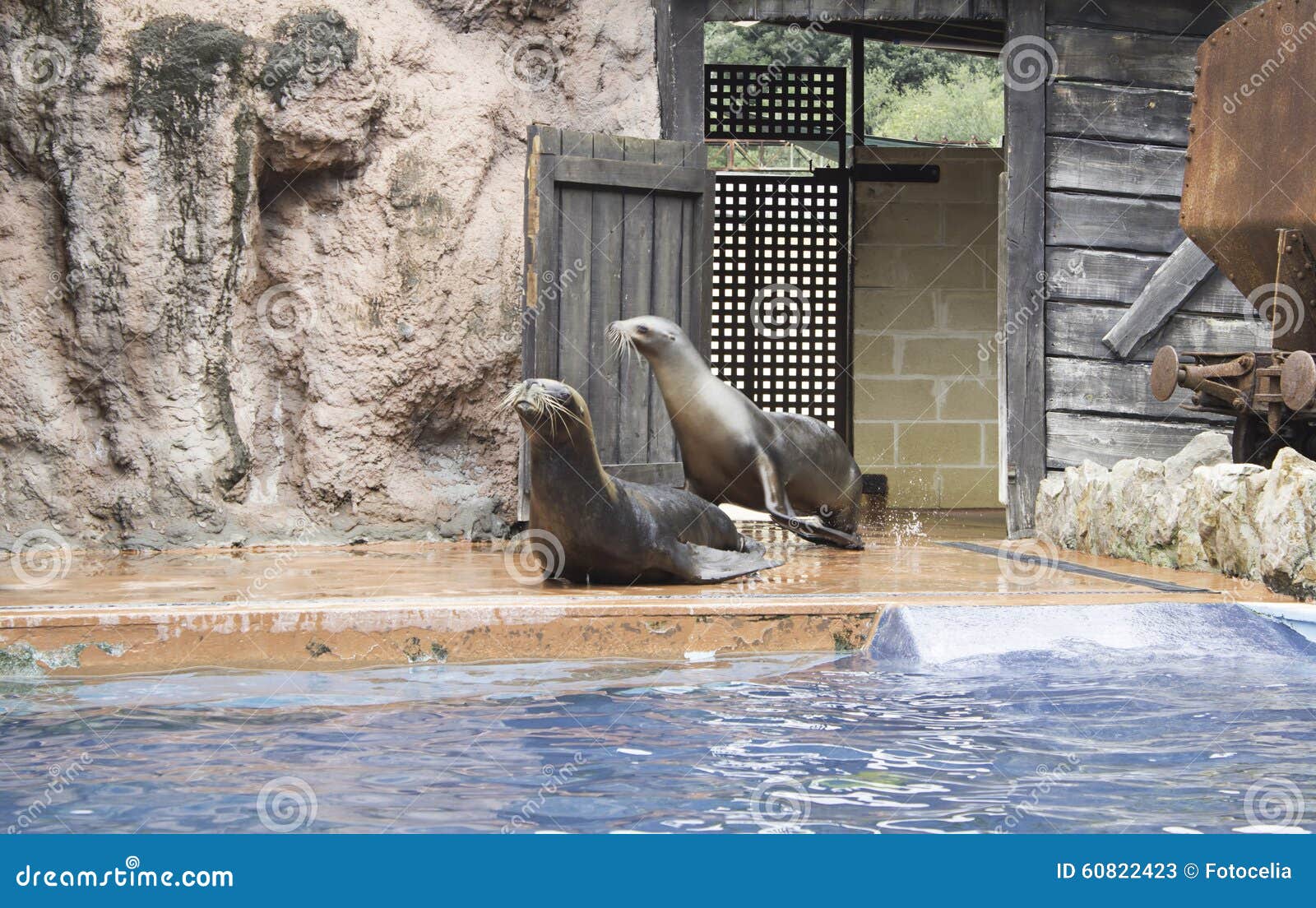 Sea lions stock image. Image of play, performing, happy - 60822423