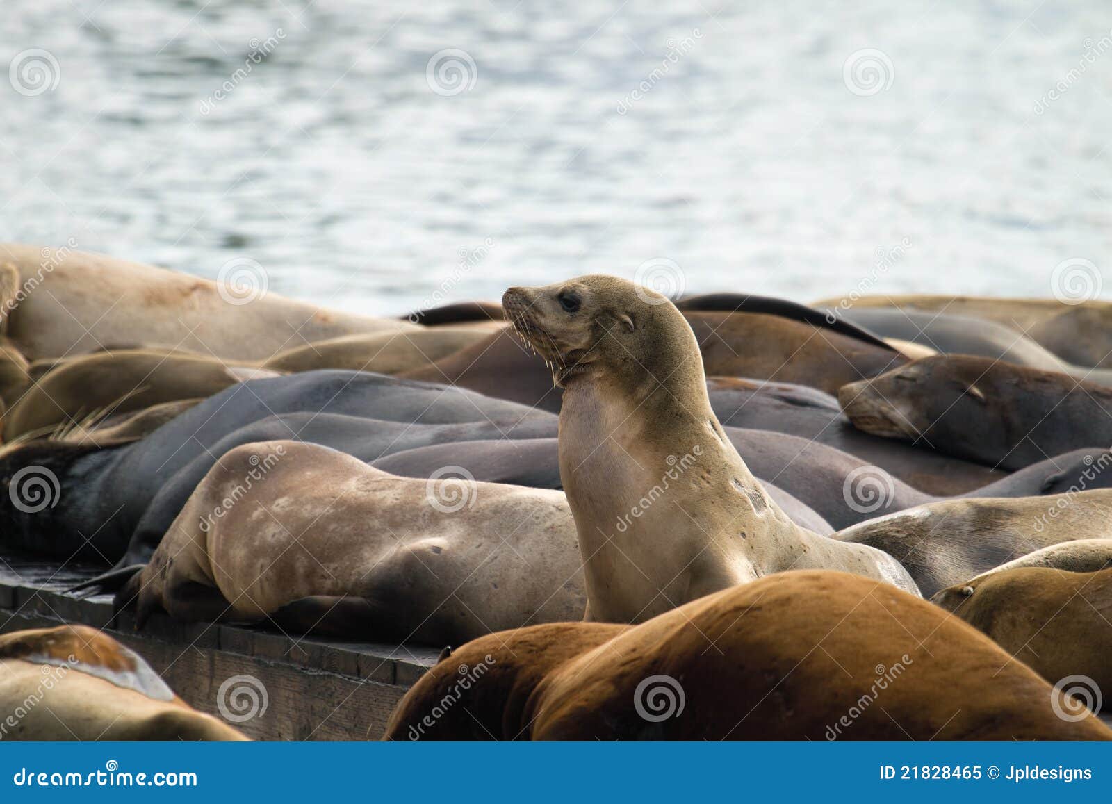 sea lions sunning barge pier 39 san francisco