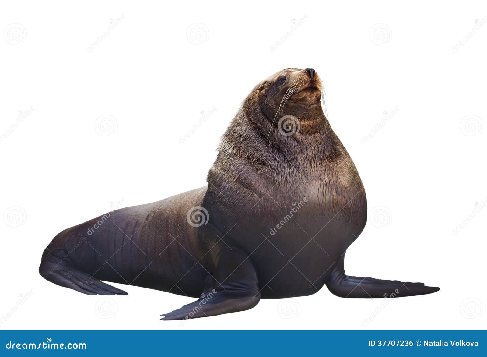 white sea lion