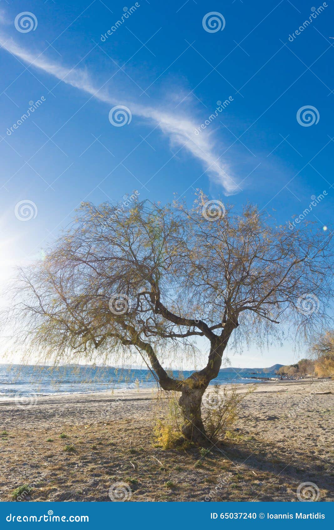 the sea, a lonely tree on the beach at sunrise .evropa, the balkans, greece, attica, athens.