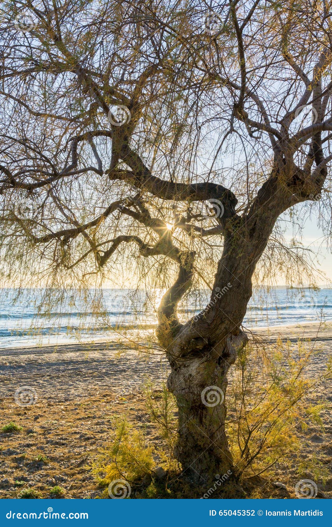 the sea, a lonely tree on the beach at sunrise .evropa, the balkans, greece, attica, athens.