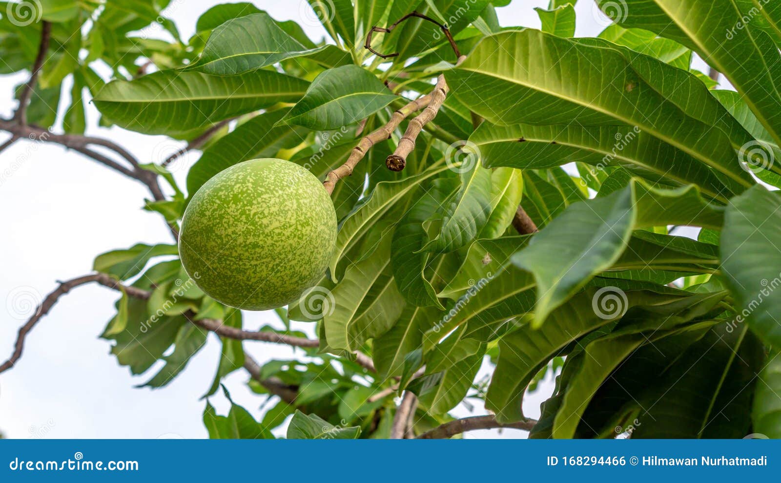 Sea Manggo Cerbera Manghas Fruit Stock Photo Image Of Botany Cardiac