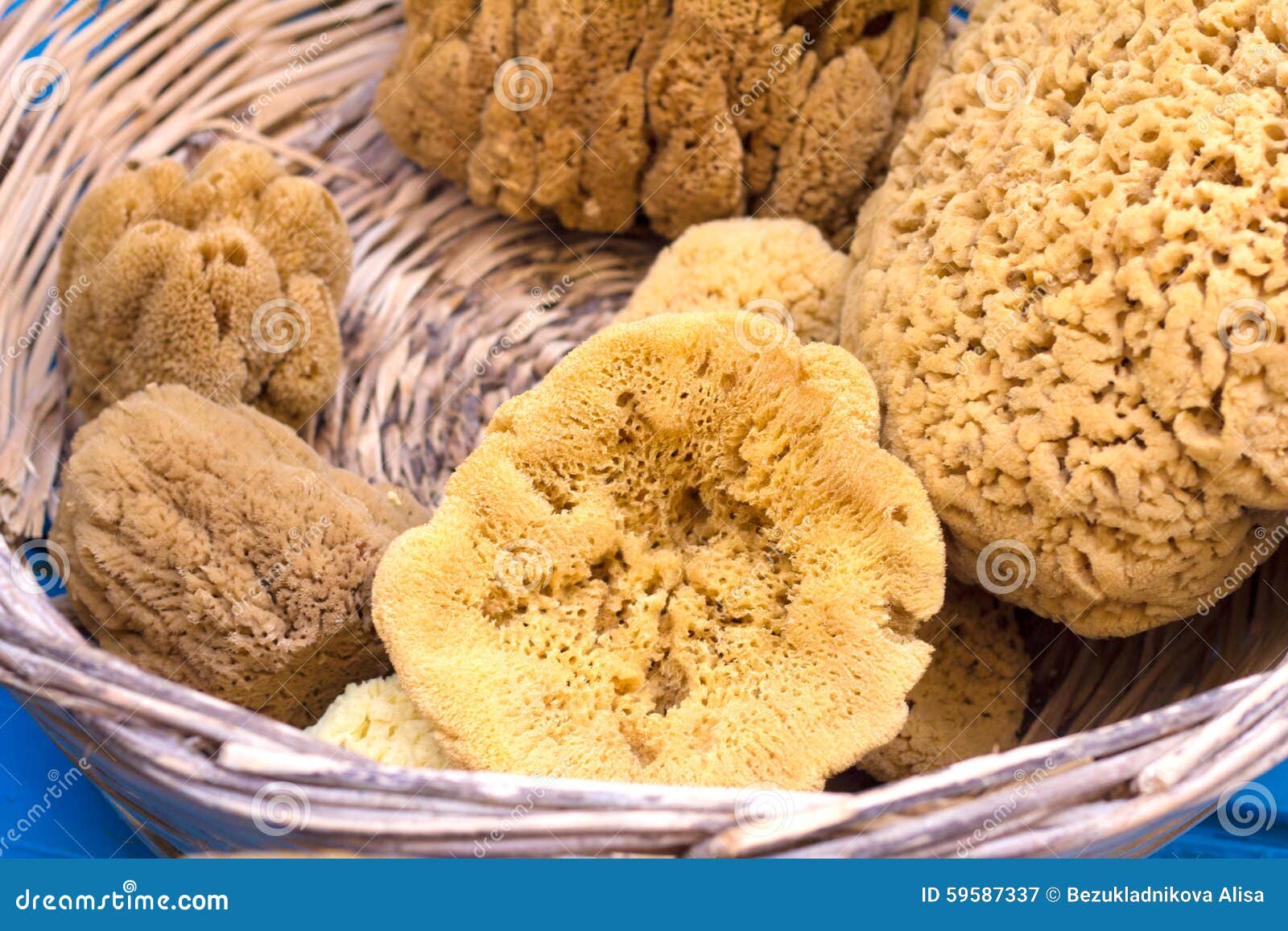 6,120 Natural Sea Sponge Stock Photos - Free & Royalty-Free Stock Photos  from Dreamstime