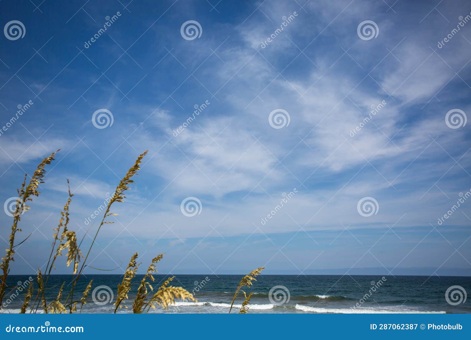 Sea Oats Stand on the Dunes Near Duck, North Carolina Stock Image