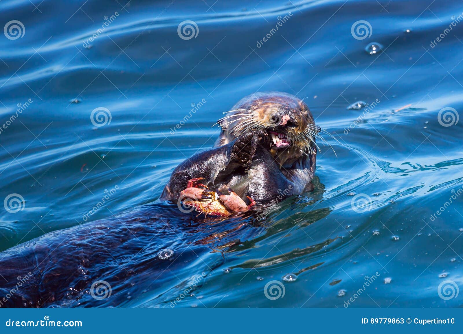 Sea Otter Eating A Crab Royalty-Free Stock Photo | CartoonDealer.com