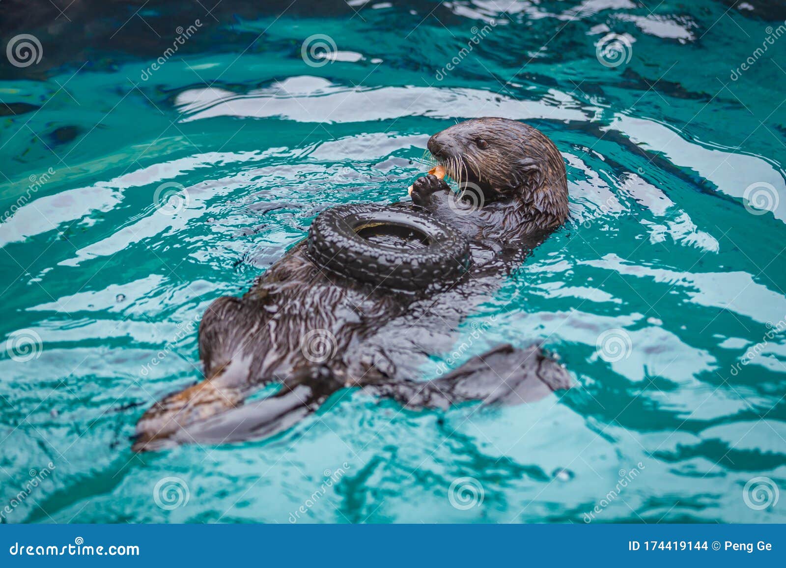Sea otter feeding in zoo stock photo. Image of oregon - 174419144