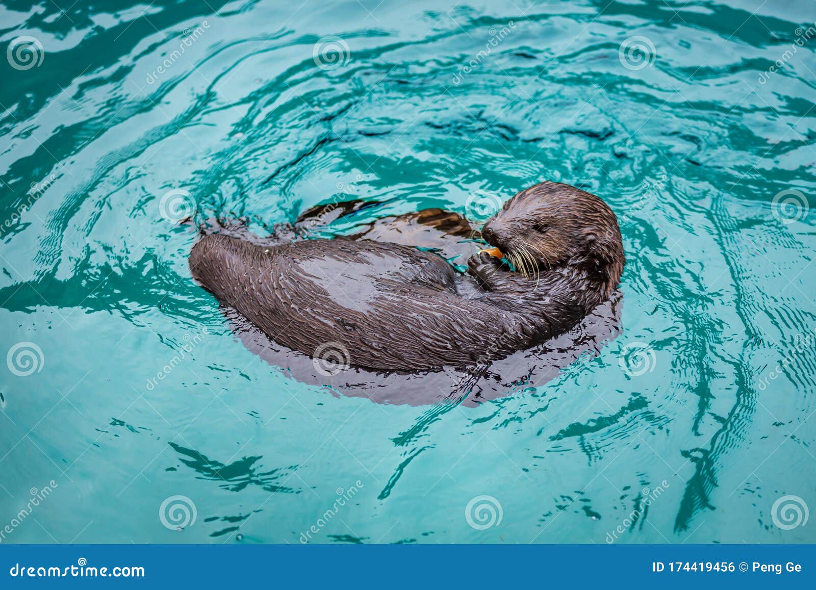 Sea otter feeding in zoo stock photo. Image of enhydra - 174419456