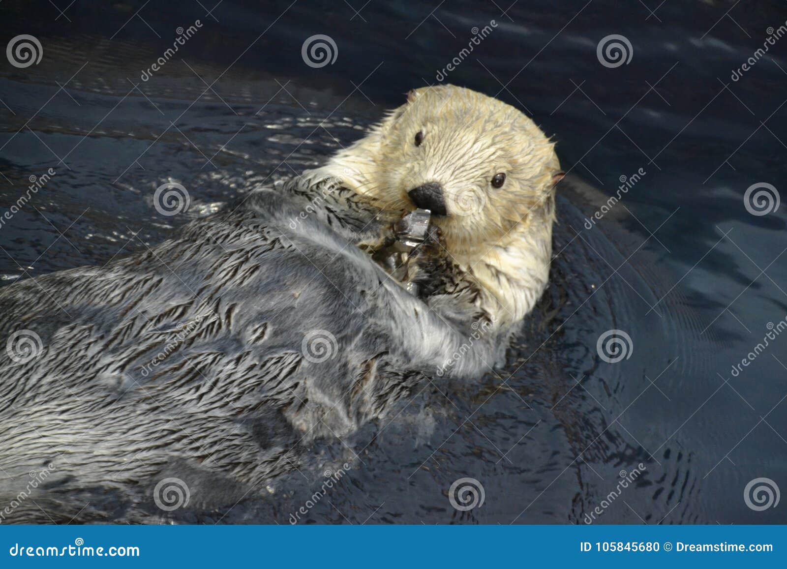 Sea Otter Licks an Ice Cube. Stock Photo - Image of greenblack, frogs:  105845680