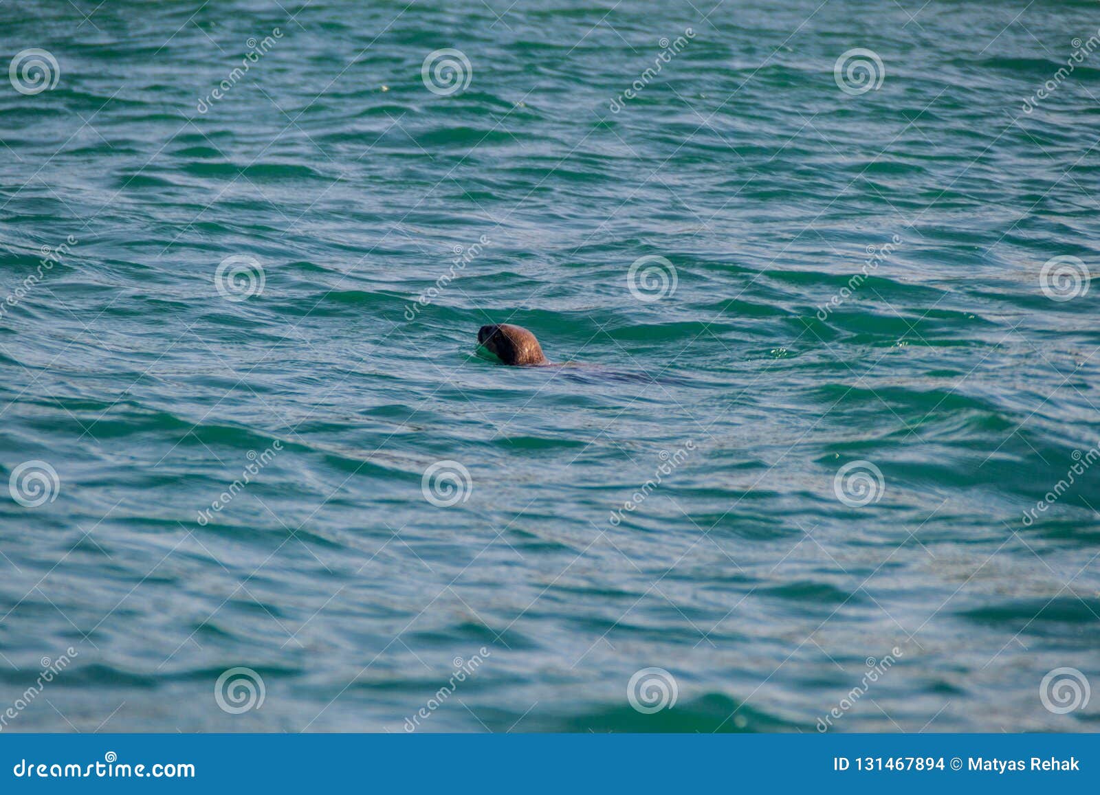 sea otter in protected area monumento nacional islotes de punihuil on chiloe island, chi