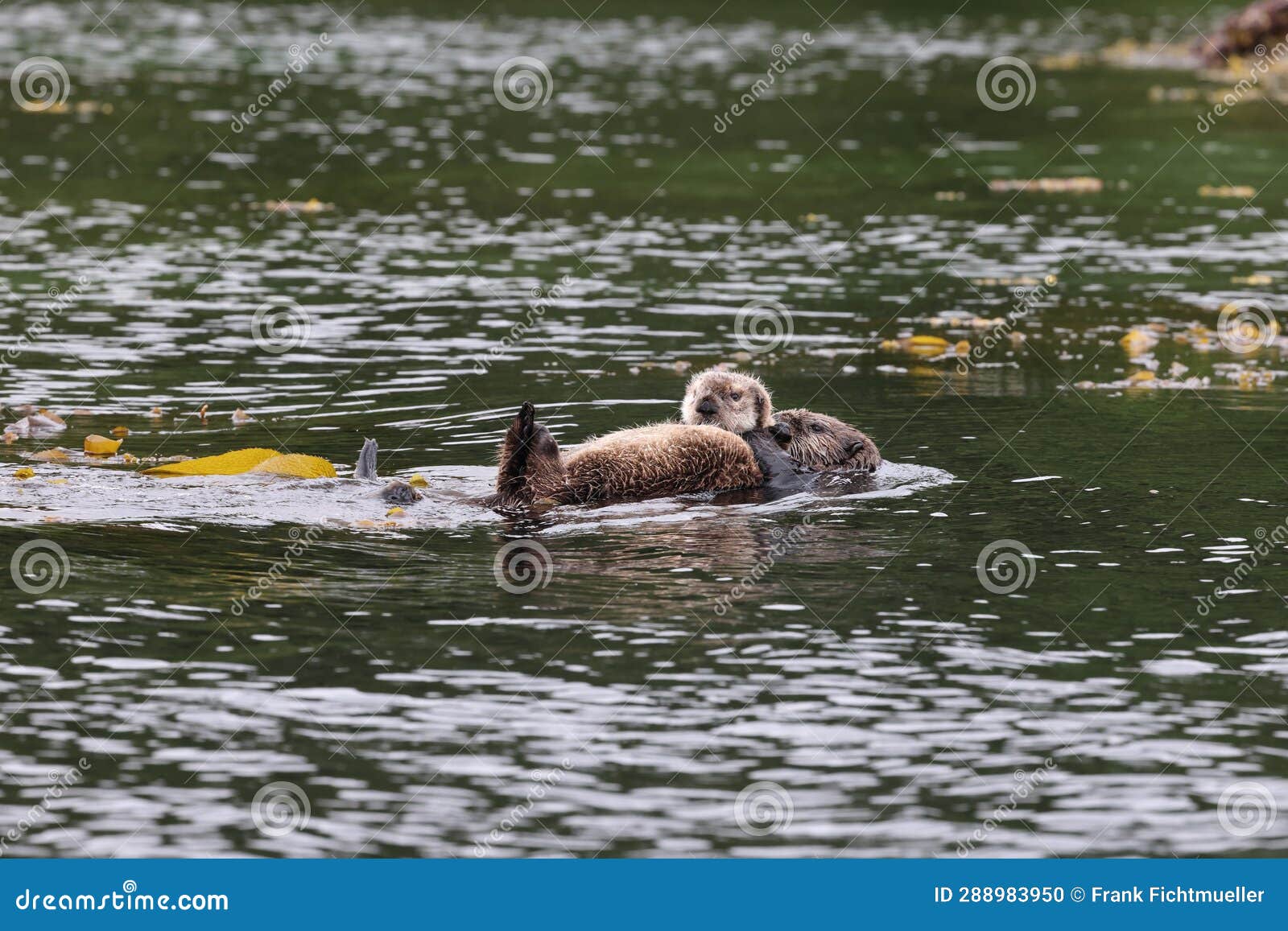 sea otter & x28;enhydra lutris& x29; vancouver island, british columbia, canada