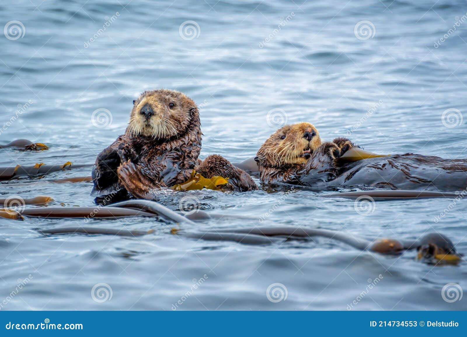 sea otters in the ocean in tofino, vancouver island, british columbia canada