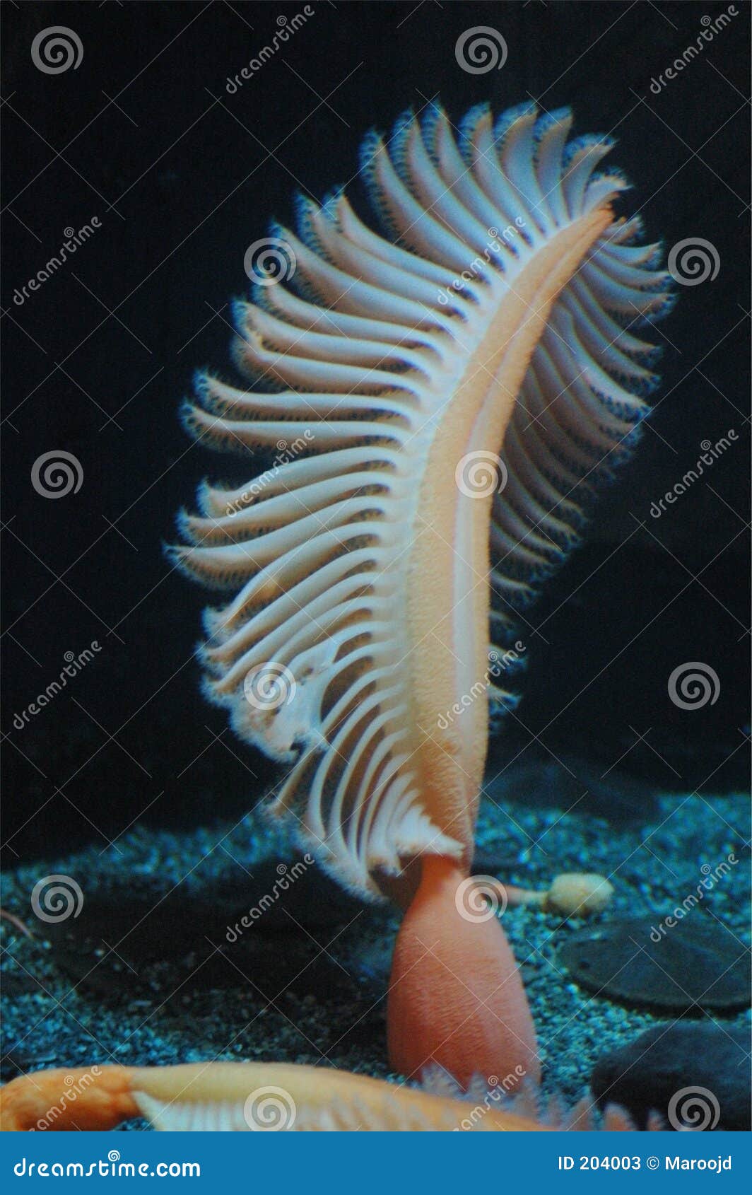 Sea Pen stock image. Image of feather, fleshy, cnidaria - 204003 Sea Pen stock image. Image of feather, fleshy, cnidaria - 204003