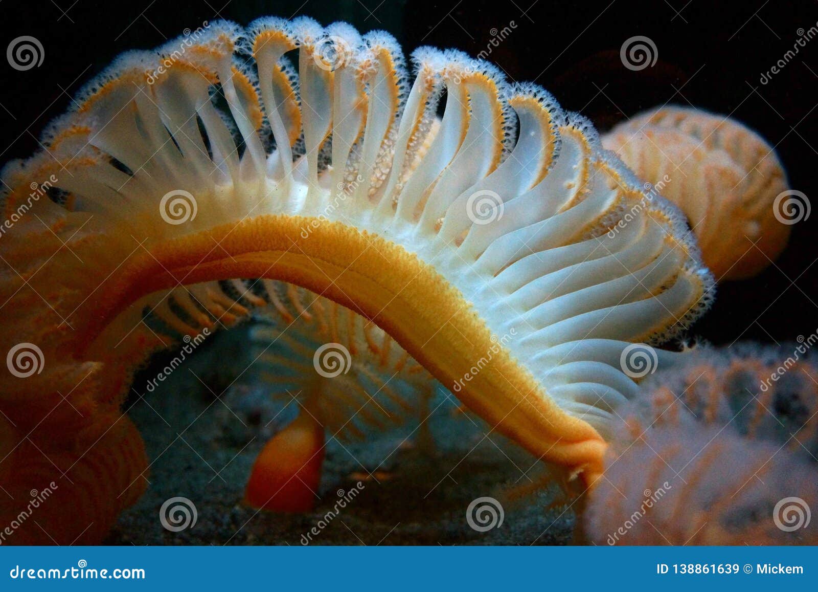 Sea Pen sealife closeup stock image. Image of exhibit - 138861639 Sea Pen sealife closeup stock image. Image of exhibit - 138861639