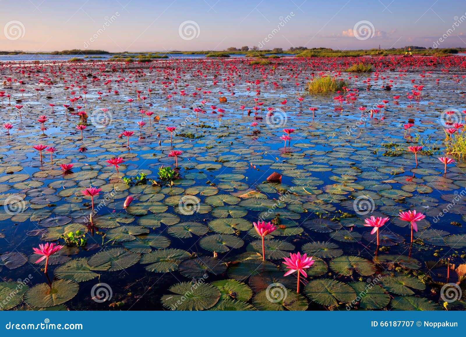 the sea of red lotus, lake nong harn, udon thani, thailand