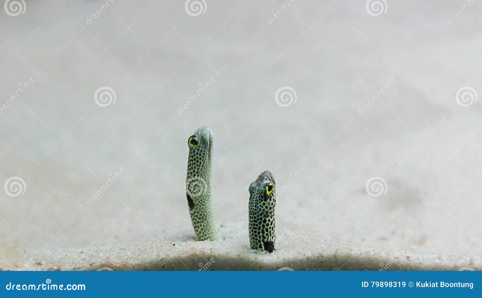 Sea sand eel stock image. Image of tropical, sand, wildlife 79898319