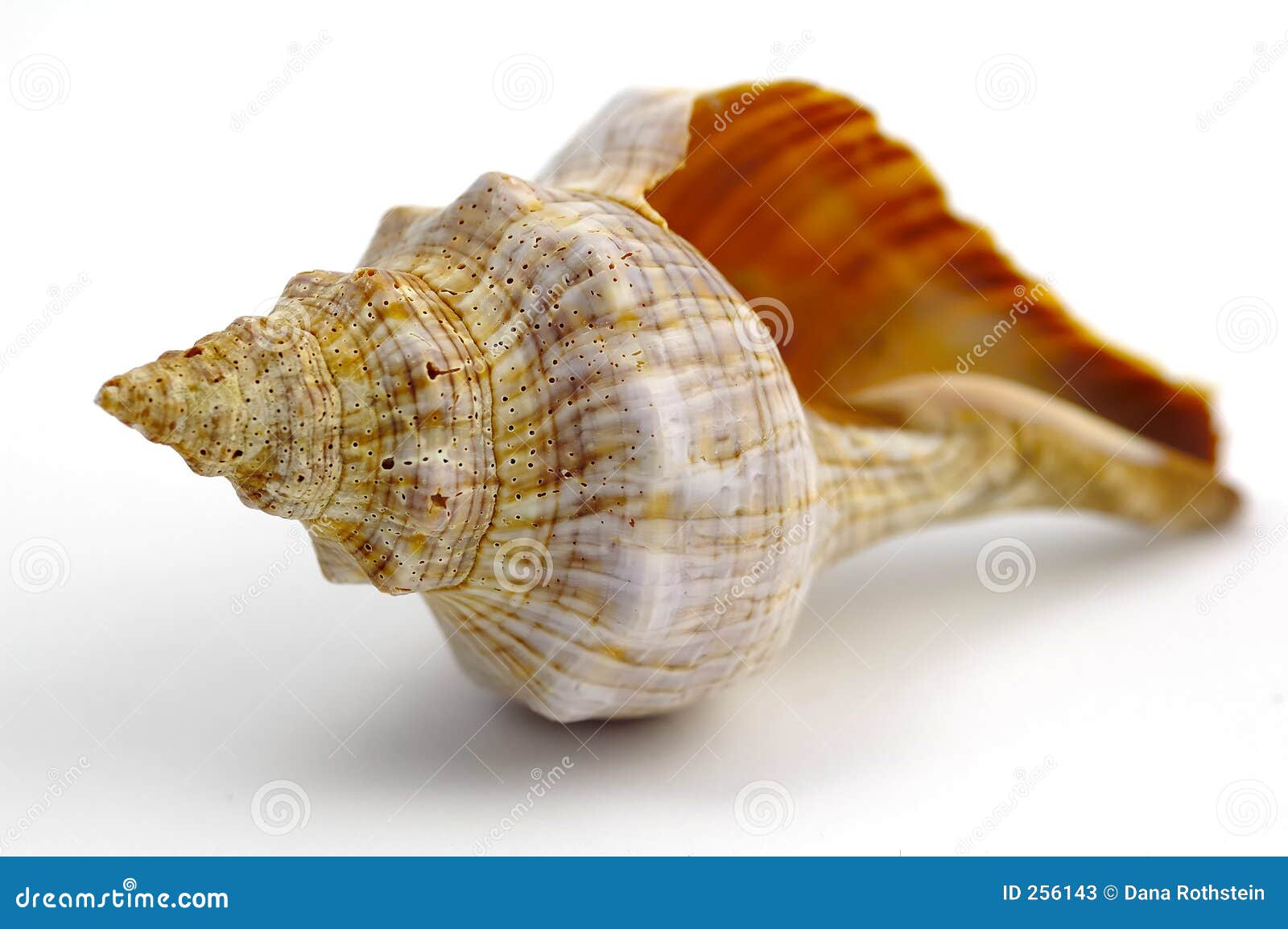 sea shell