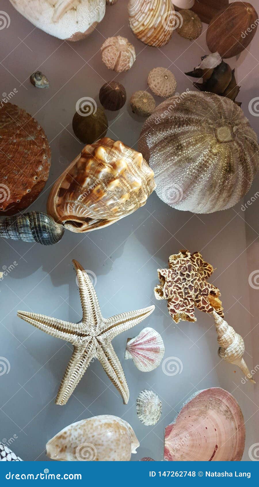 Sea Shell Collection with a Large Variety of Shells, Sydney, NSFW, Australia Stock Photo Image